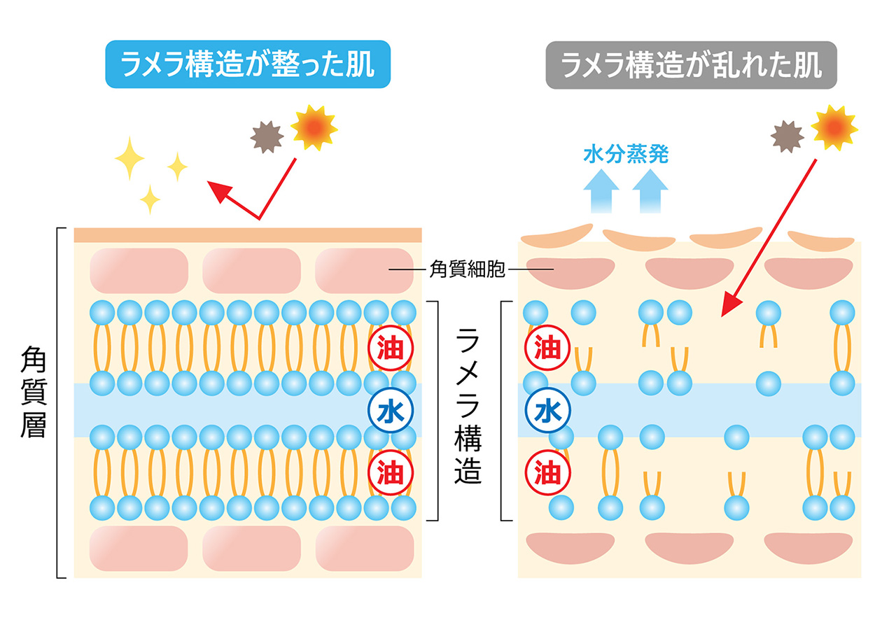 ラメラ構造のイメージ